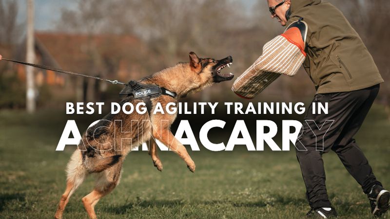 Best Dog Agility Training in Achnacarry