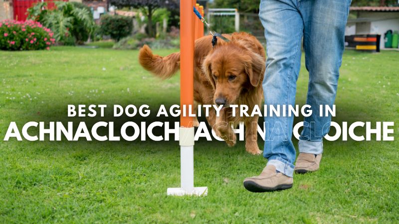 Best Dog Agility Training in Achnacloich_Ach na Cloiche
