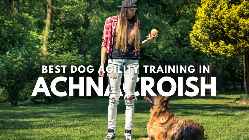 Best Dog Agility Training in Achnacroish