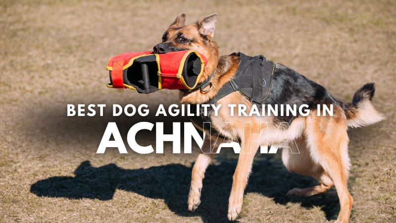 Best Dog Agility Training in Achnaha