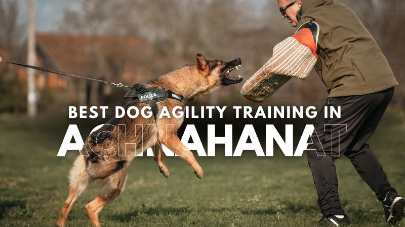 Best Dog Agility Training in Achnahanat
