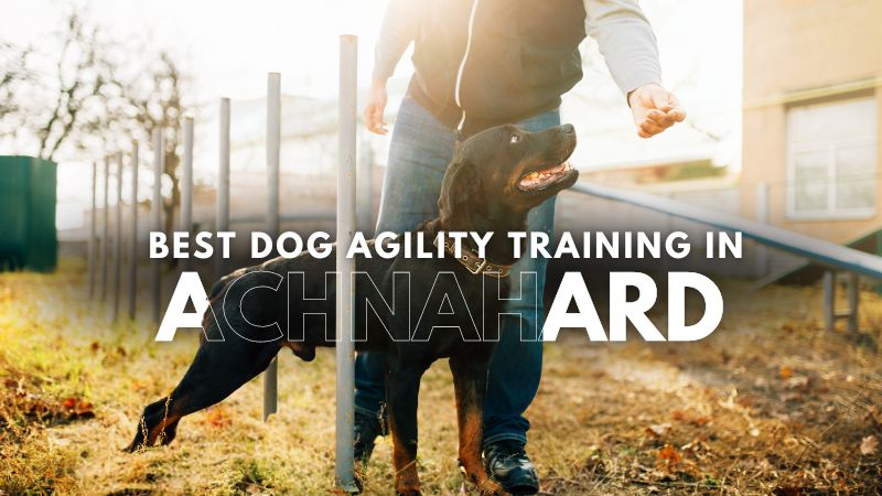 Best Dog Agility Training in Achnahard