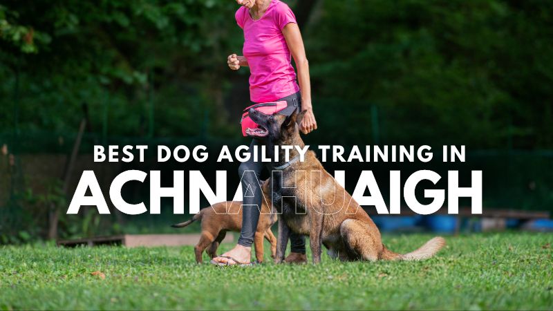 Best Dog Agility Training in Achnahuaigh
