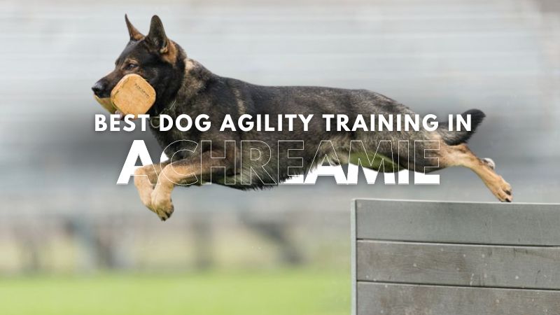Best Dog Agility Training in Achreamie