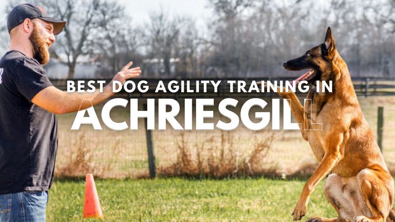 Best Dog Agility Training in Achriesgill