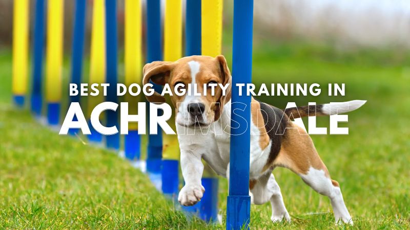 Best Dog Agility Training in Achrimsdale