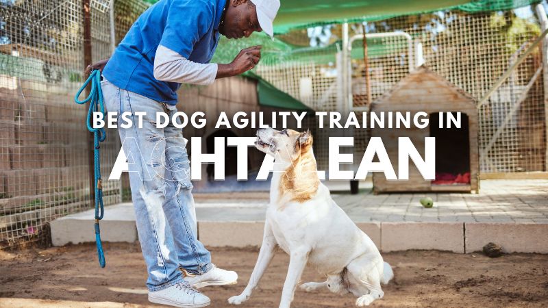 Best Dog Agility Training in Achtalean