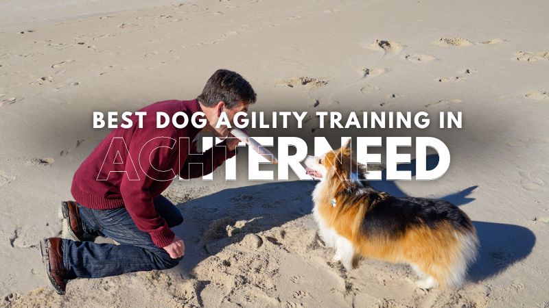 Best Dog Agility Training in Achterneed