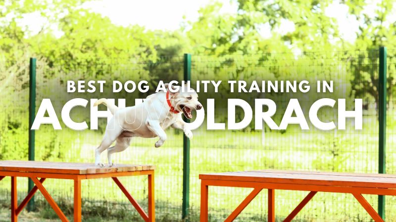 Best Dog Agility Training in Achuvoldrach