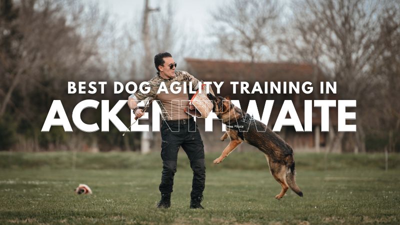 Best Dog Agility Training in Ackenthwaite