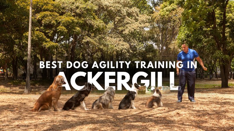 Best Dog Agility Training in Ackergill