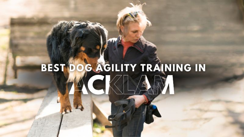 Best Dog Agility Training in Acklam