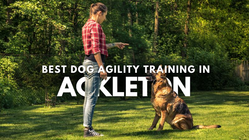 Best Dog Agility Training in Ackleton