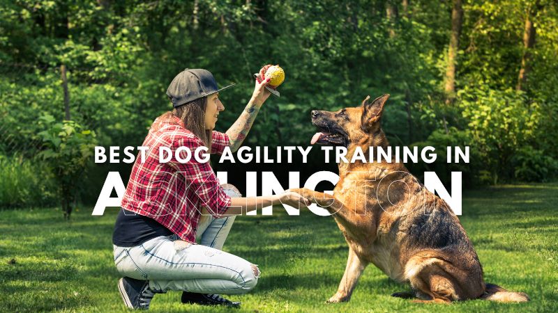 Best Dog Agility Training in Acklington