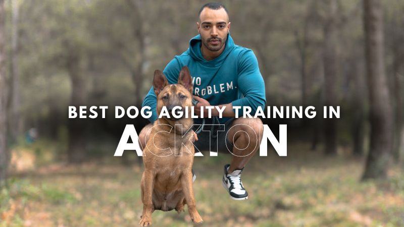 Best Dog Agility Training in Ackton