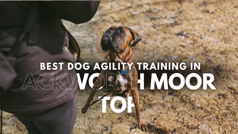 Best Dog Agility Training in Ackworth Moor Top