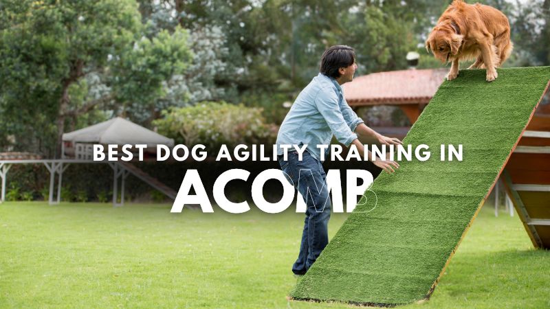 Best Dog Agility Training in Acomb