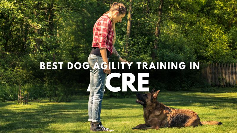 Best Dog Agility Training in Acre