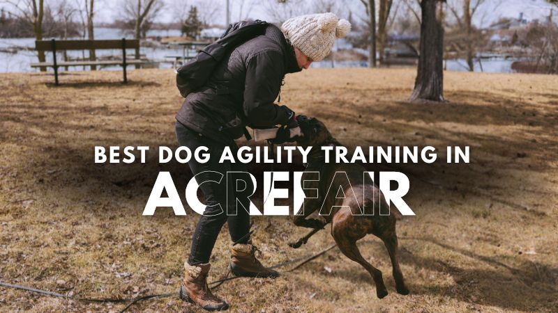 Best Dog Agility Training in Acrefair