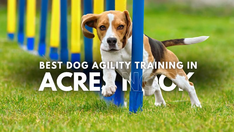 Best Dog Agility Training in Acres Nook