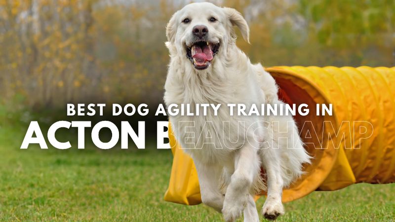 Best Dog Agility Training in Acton Beauchamp
