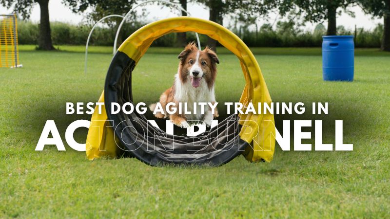 Best Dog Agility Training in Acton Burnell