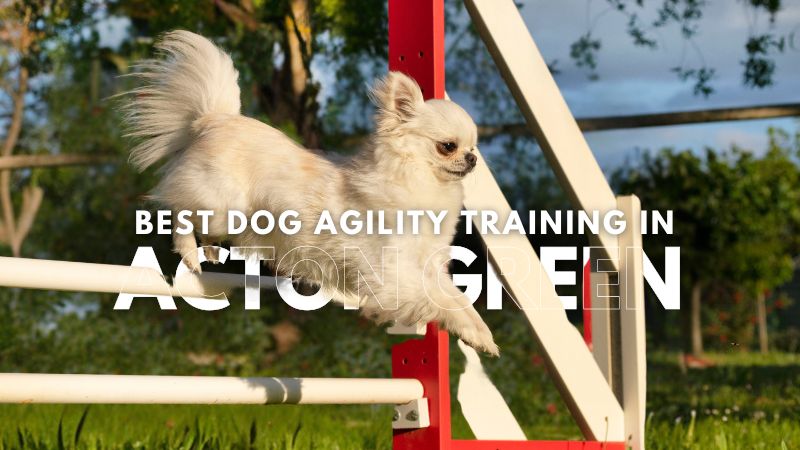 Best Dog Agility Training in Acton Green