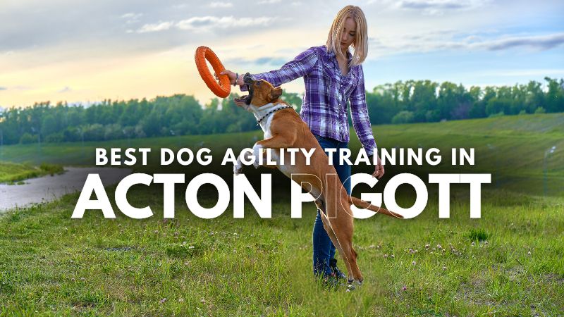 Best Dog Agility Training in Acton Pigott
