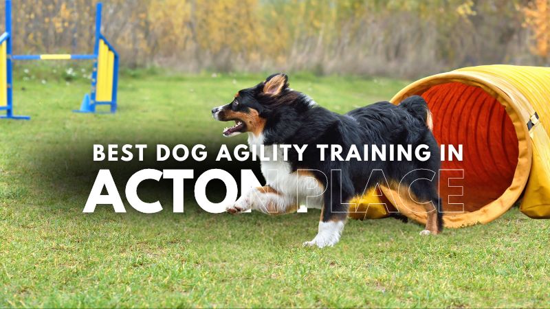 Best Dog Agility Training in Acton Place
