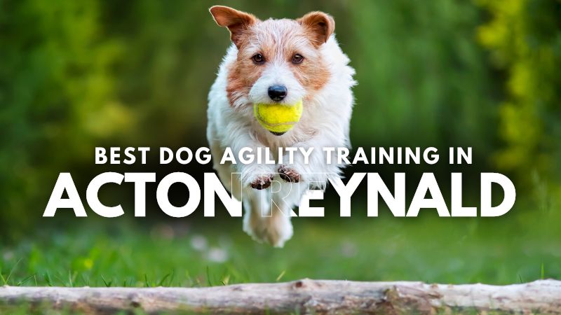 Best Dog Agility Training in Acton Reynald