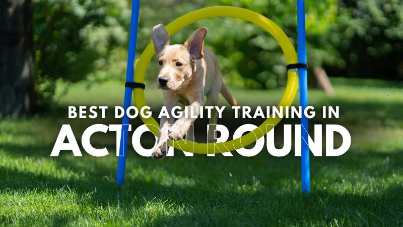 Best Dog Agility Training in Acton Round