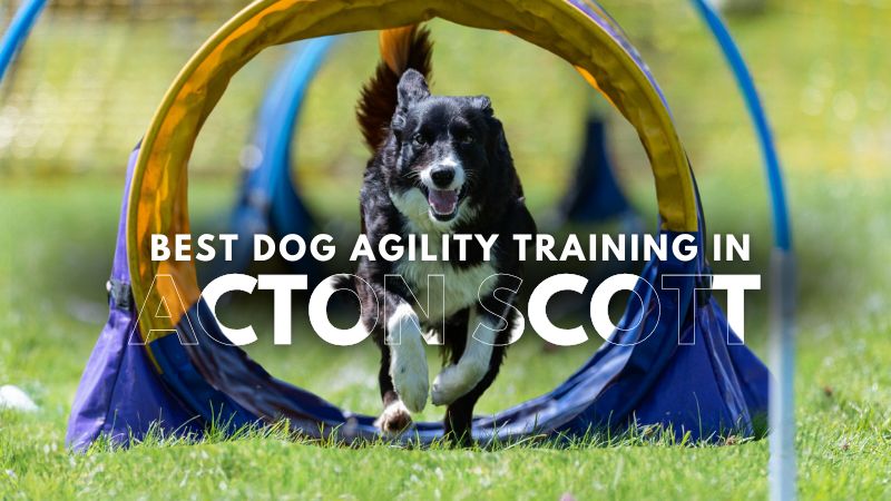 Best Dog Agility Training in Acton Scott