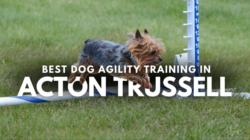 Best Dog Agility Training in Acton Trussell