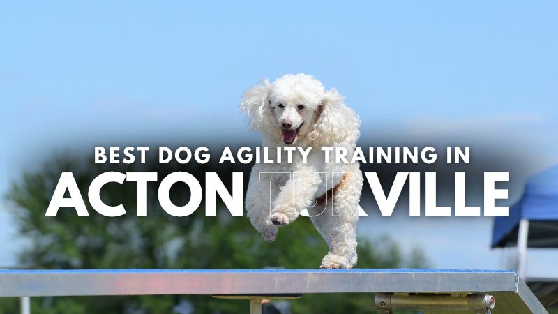 Best Dog Agility Training in Acton Turville