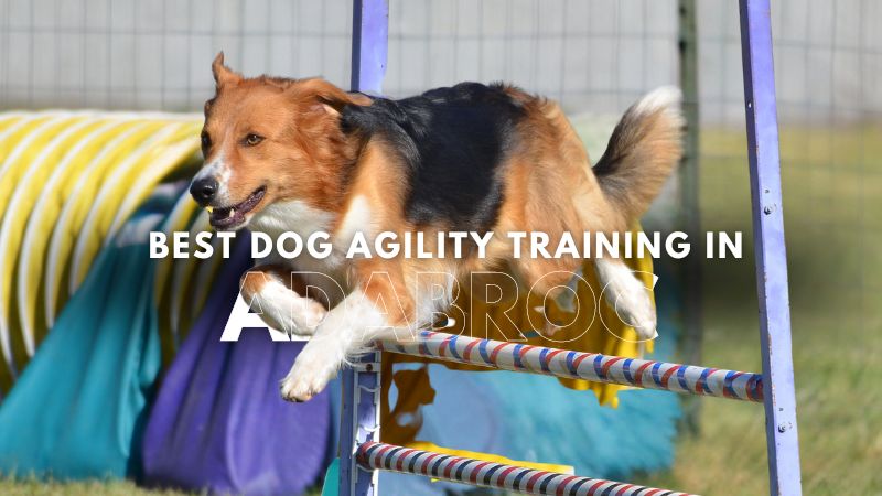 Best Dog Agility Training in Adabroc
