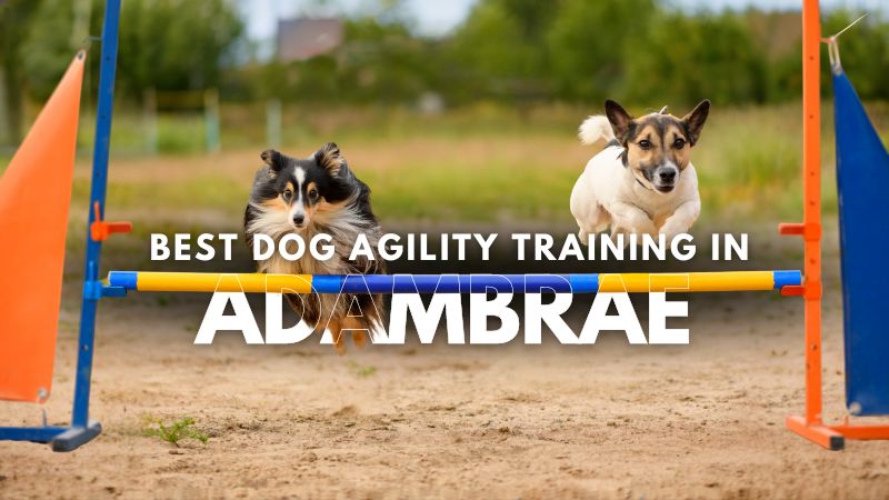 Best Dog Agility Training in Adambrae