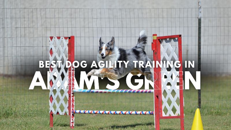 Best Dog Agility Training in Adam's Green