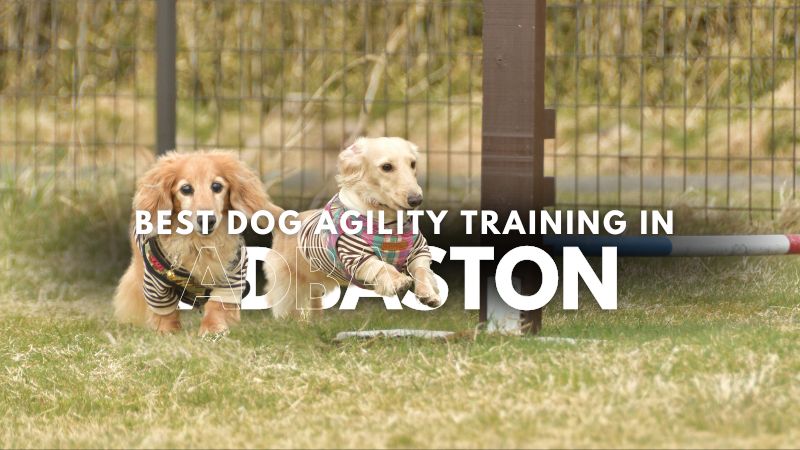 Best Dog Agility Training in Adbaston