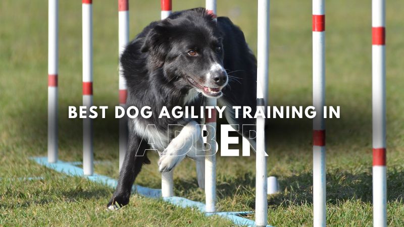 Best Dog Agility Training in Adber