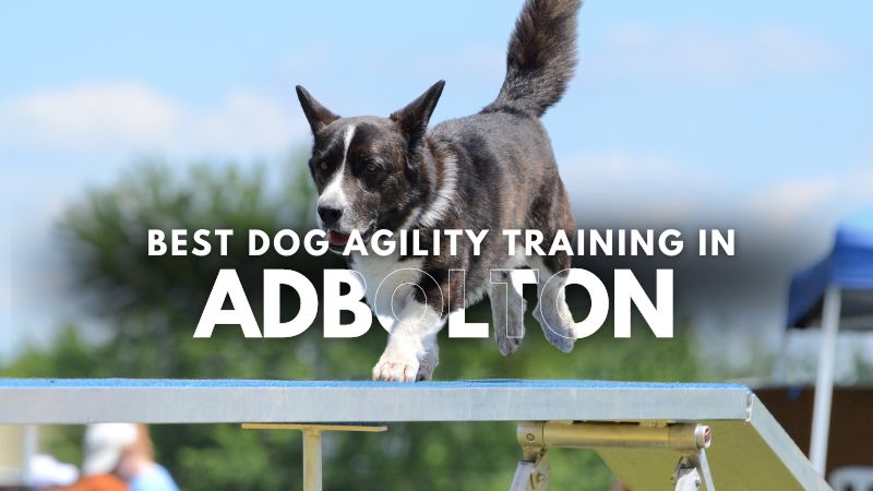 Best Dog Agility Training in Adbolton