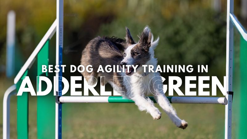 Best Dog Agility Training in Adderley Green