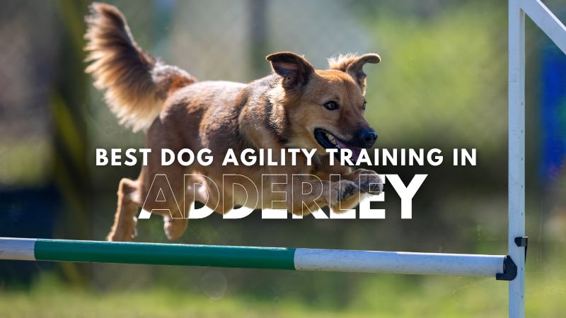 Best Dog Agility Training in Adderley