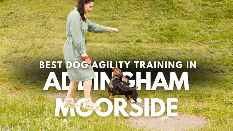 Best Dog Agility Training in Addingham Moorside