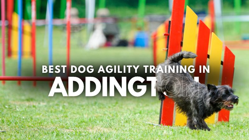 Best Dog Agility Training in Addington