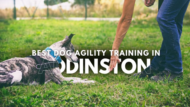 Best Dog Agility Training in Addinston