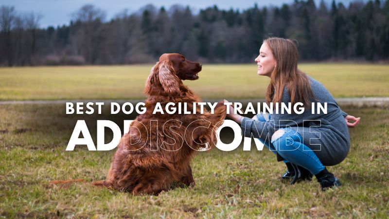 Best Dog Agility Training in Addiscombe