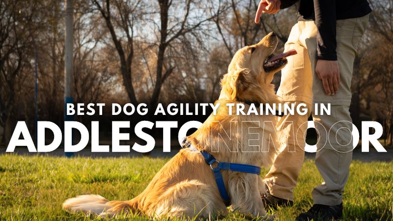Best Dog Agility Training in Addlestonemoor