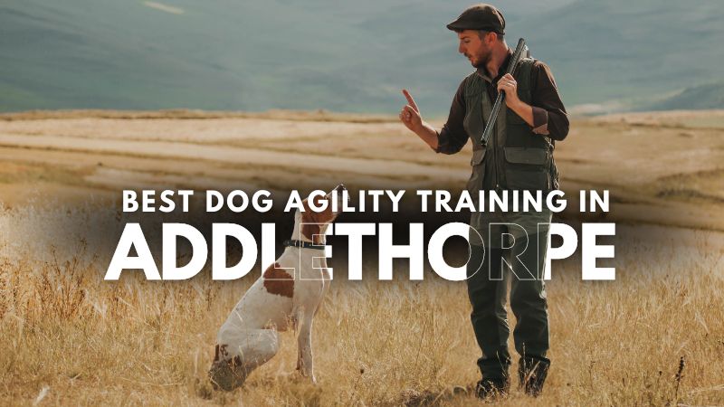 Best Dog Agility Training in Addlethorpe