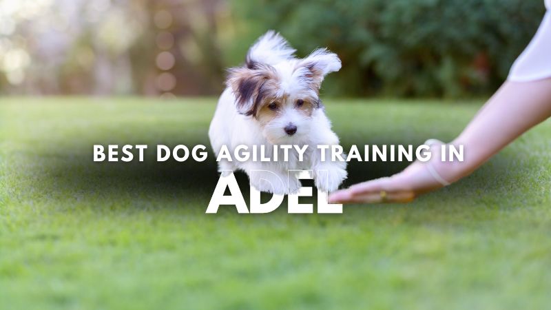 Best Dog Agility Training in Adel