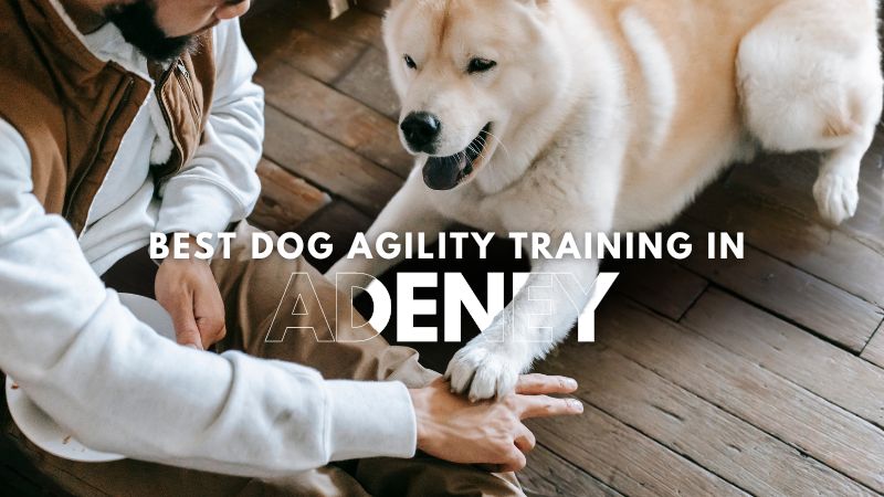 Best Dog Agility Training in Adeney